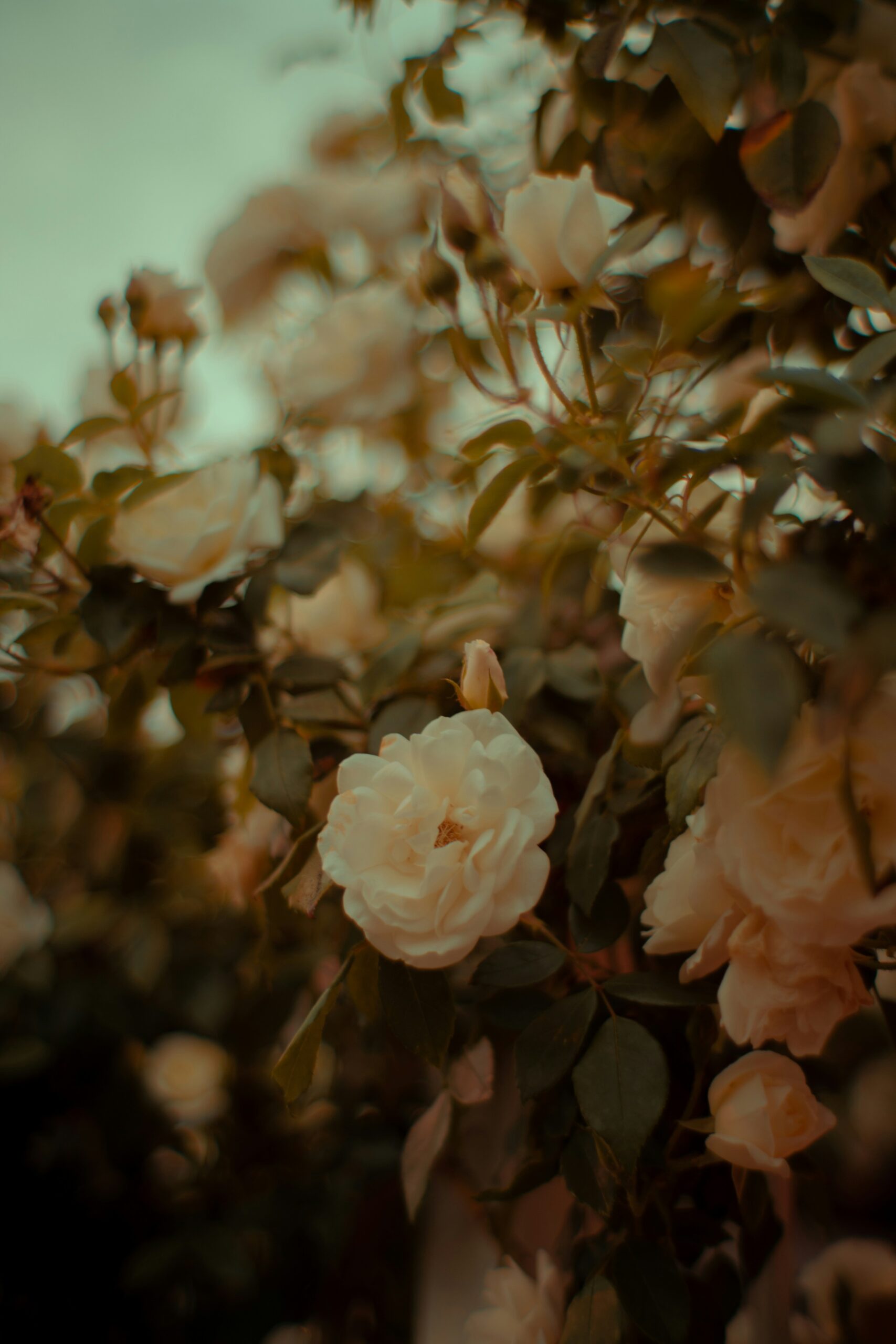 Raw Collective Counselling & Wellness