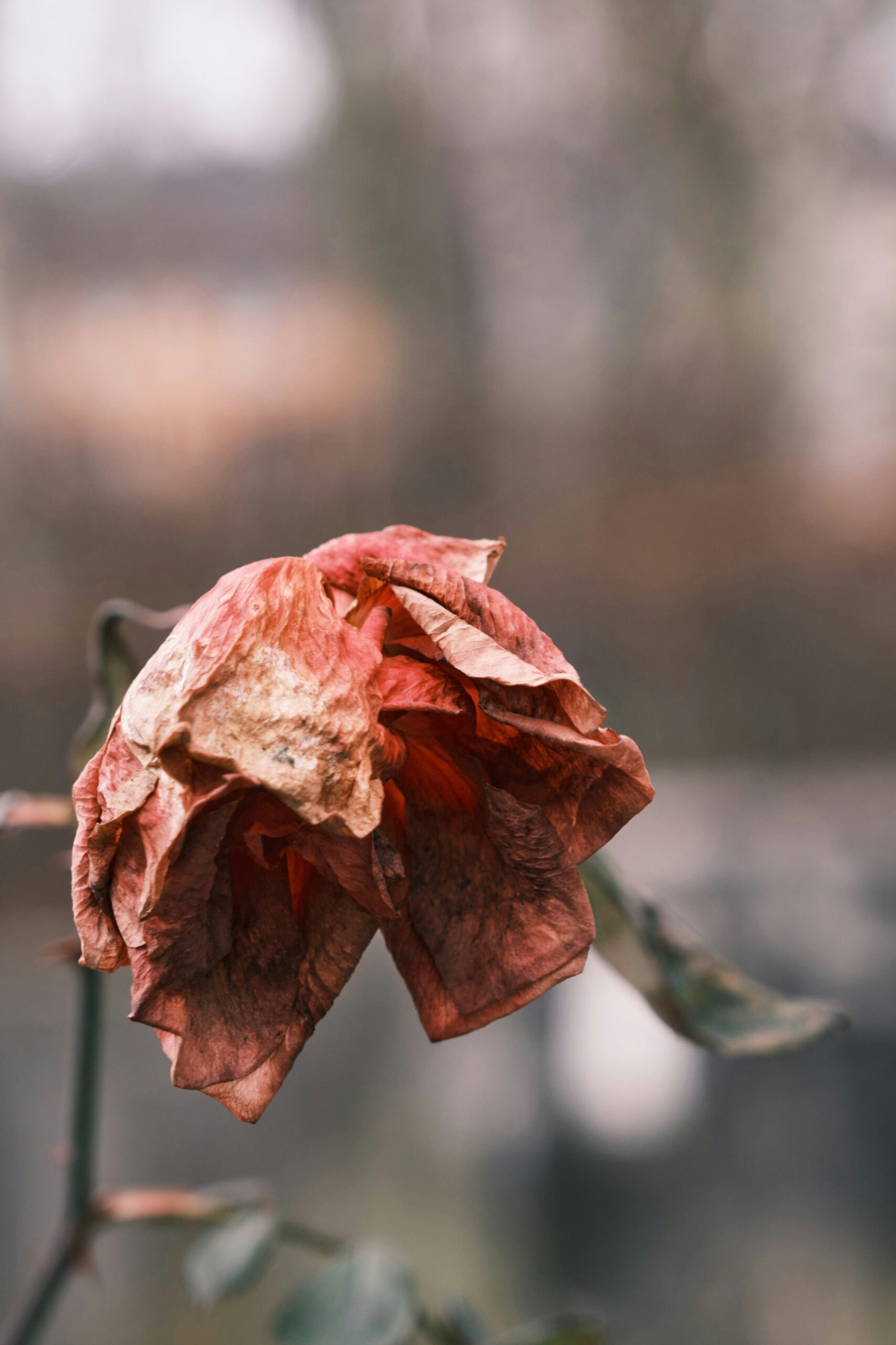grief counselling